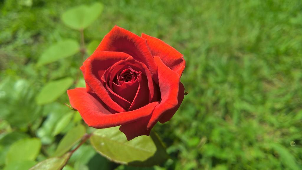 La Corte Delle Rose B&B Praia a Mare Bagian luar foto
